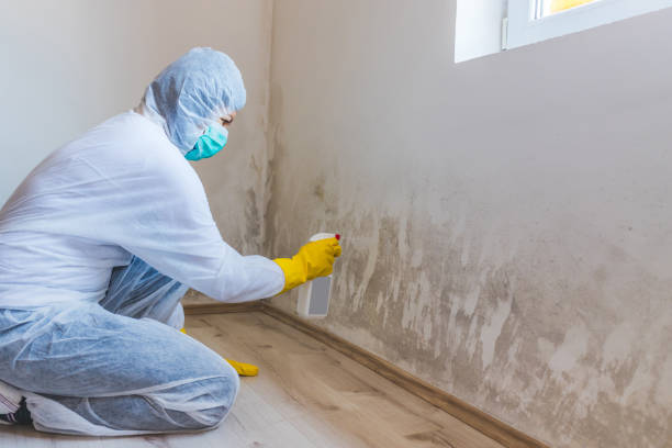 Mold Remediation specialist working in Willow Spring