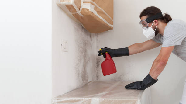 Basement Mold Remediation treatment on basement walls in Willow Spring