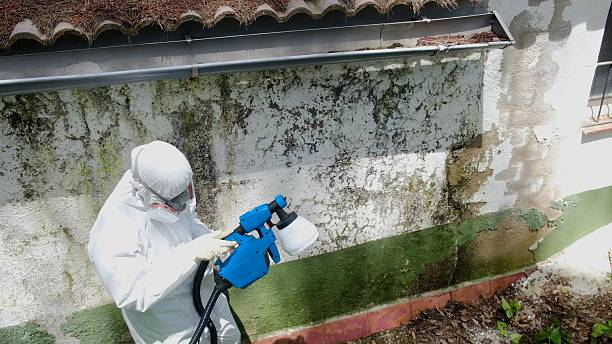 Mold Removal service in Willow Spring
